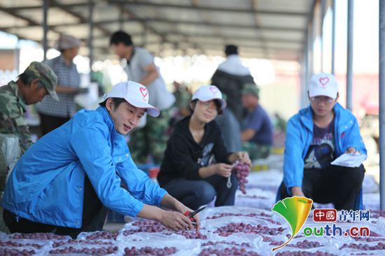 志愿者李译对葡萄进行品质检验。河南牧业经济学院团委 供图