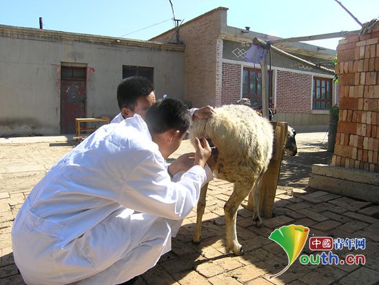 志愿者谢桓在农场忙着绵羊的品种改良。河南牧业经济学院团委 供图